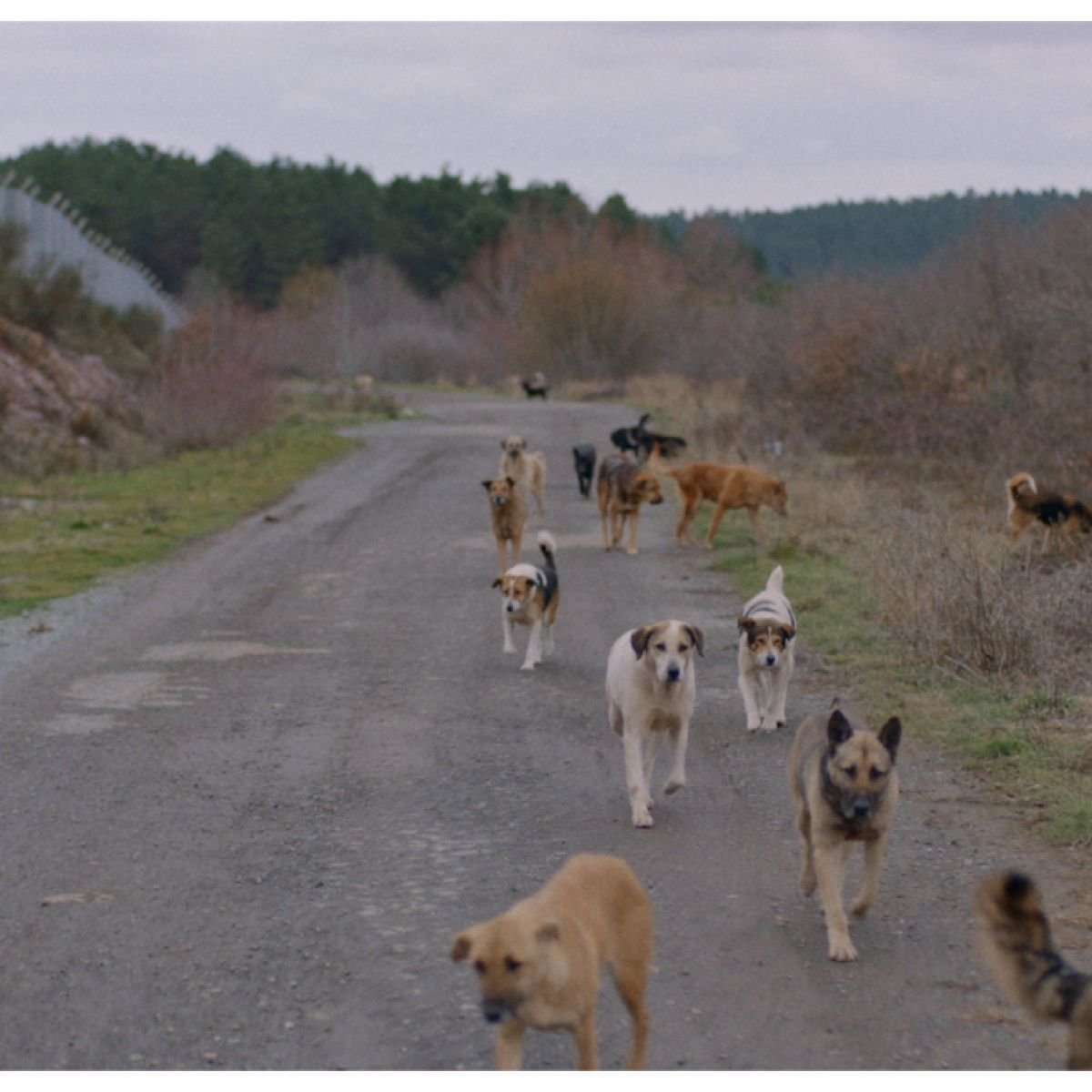 Why Istanbul's Stray Dogs Have Become International Icons ...